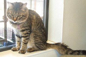 Picture of Hercules