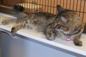 Picture of Hercules