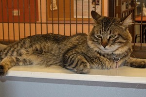 Picture of Hercules