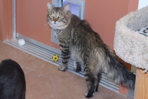 Picture of Hercules