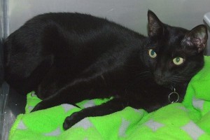 Picture of Josie