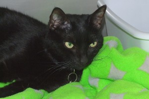 Picture of Josie