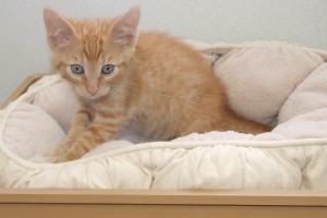 Picture of Kino