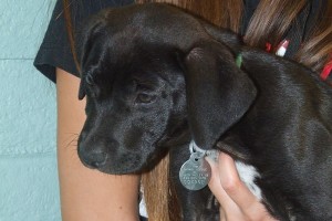 Picture of Dolly