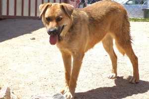 Picture of Marley
