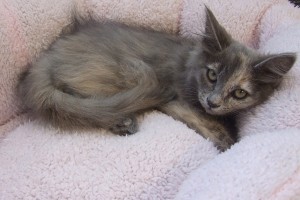 Picture of Milani