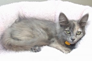 Picture of Milani