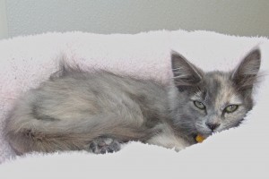 Picture of Milani