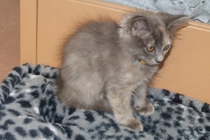 Picture of Milani