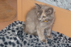 Picture of Milani