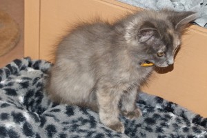 Picture of Milani
