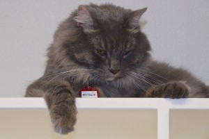Picture of Montague