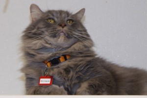 Picture of Montague