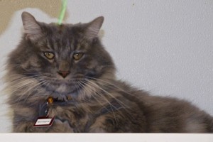 Picture of Montague