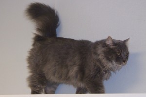 Picture of Montague