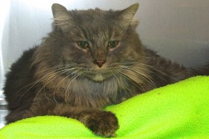 Picture of Montague