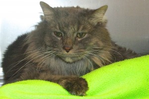 Picture of Montague