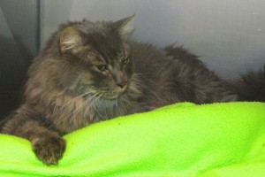 Picture of Montague