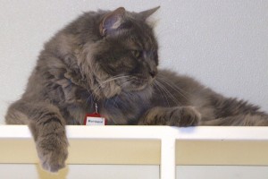 Picture of Montague