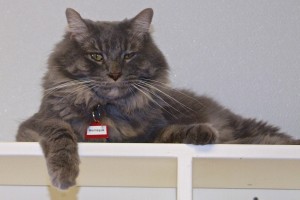 Picture of Montague