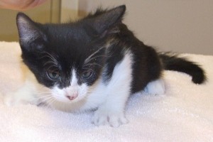Picture of Nod