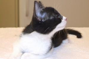 Picture of Nod