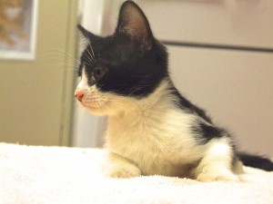 Picture of Nod