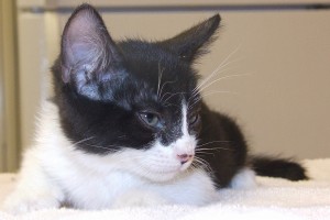 Picture of Nod