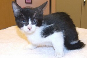 Picture of Nod