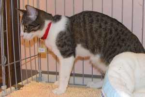 Picture of Remy