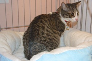 Picture of Remy