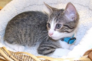 Picture of Remy