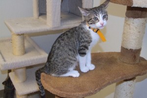 Picture of Remy