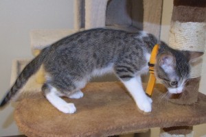 Picture of Remy
