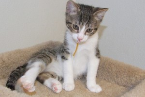 Picture of Remy