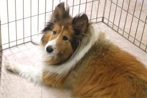 Picture of Sandy