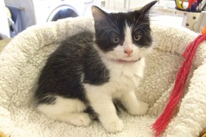 Baby Scrapper