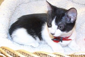 Picture of Smidgen