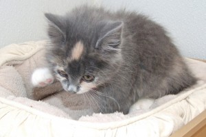 Picture of Sweet Pea