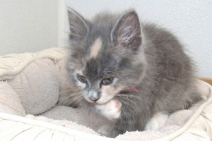 Picture of Sweet Pea