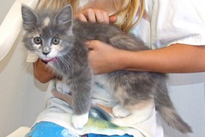 Picture of Sweet Pea