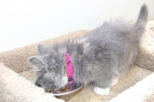 Picture of Sweet Pea