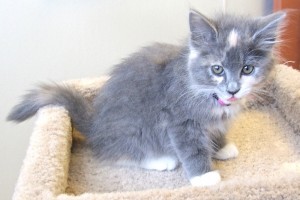 Picture of Sweet Pea