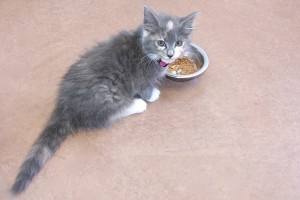 Picture of Sweet Pea
