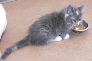 Picture of Sweet Pea