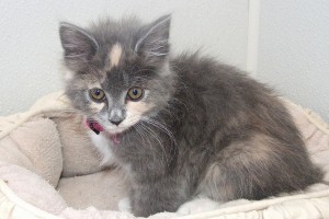 Picture of Sweet Pea