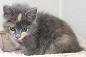 Picture of Sweet Pea