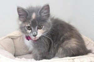 Picture of Sweet Pea