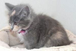 Picture of Sweet Pea