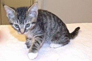 Picture of Tom